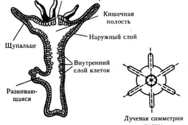 Кракен зеркало на тор